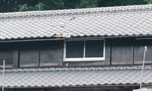 松浦市　台風被害　お問合せ